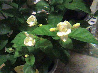 blog-jasmine.jpg
